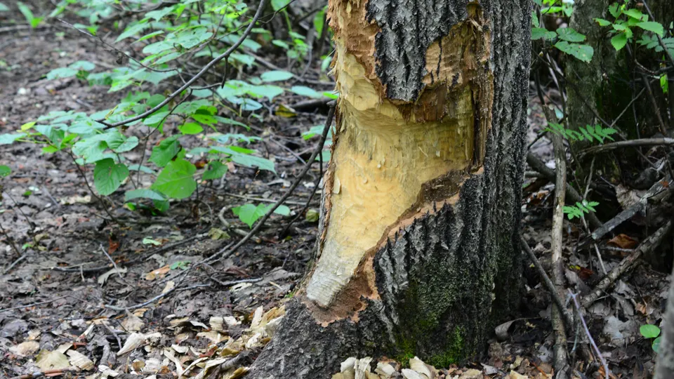 Фото: istockphoto.com