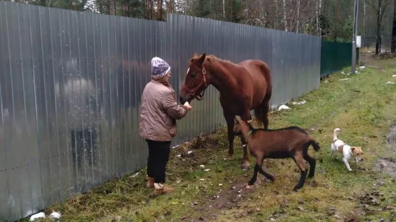 Фото: Группа ВК «Подслушано в Егорьевске»