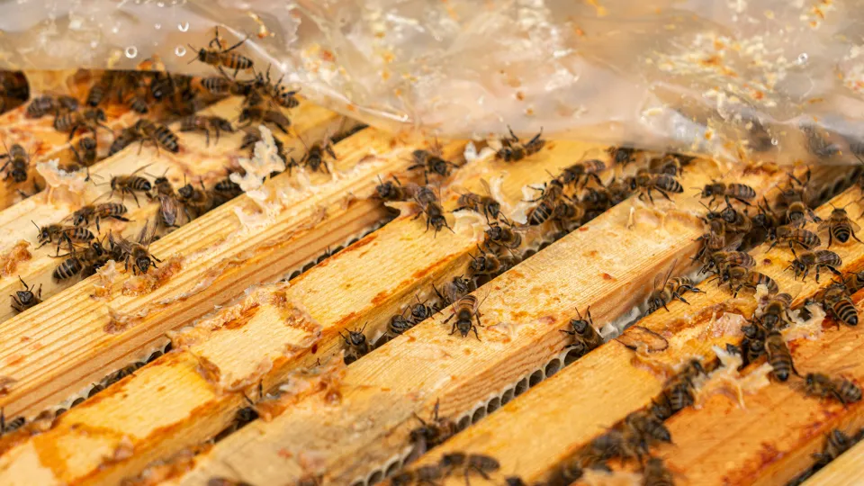 Фото: медиасток.рф