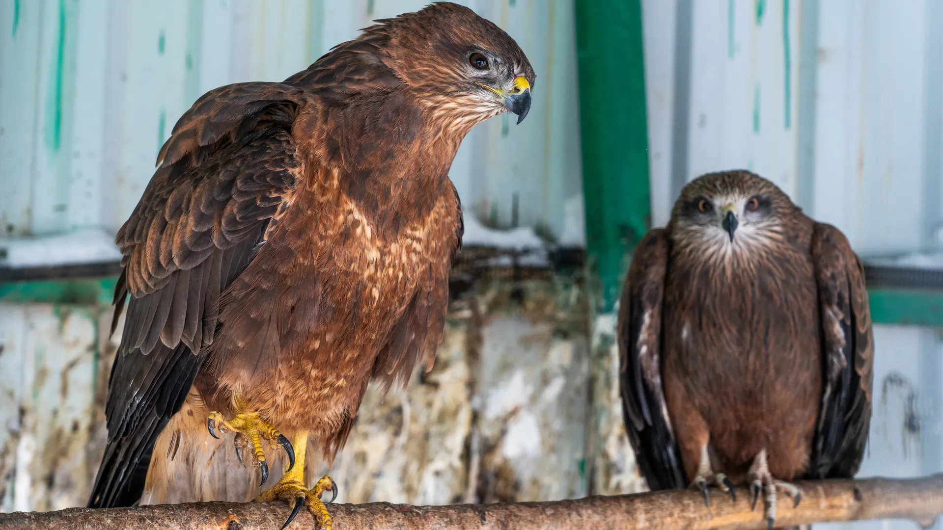 Канюк обыкновенный в вольере фермы «Страусленд» в деревне Селявино Дмитровского округа