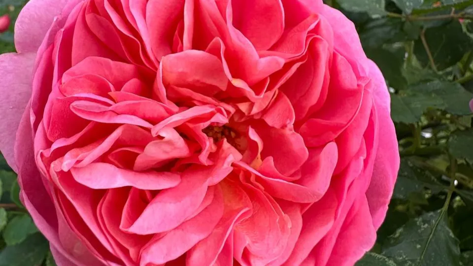 Фото: t.me/museumGorki