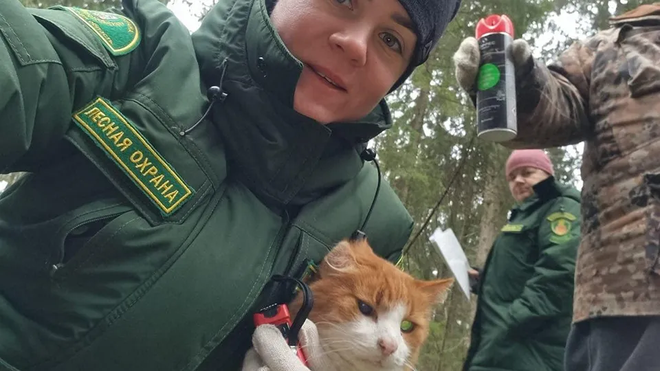 Фото: Комитет лесного хозяйства Московской области