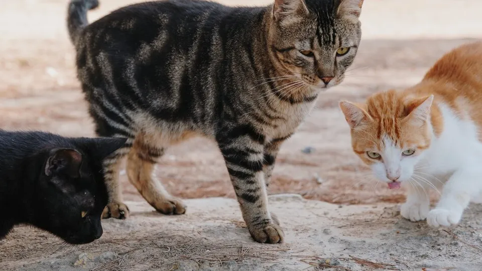 Фото: freepik.com