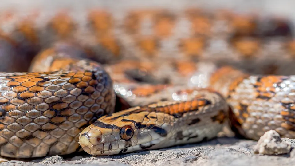 Фото: freepik.com