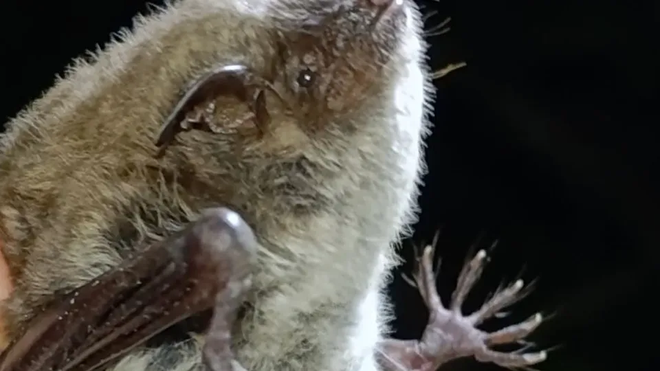 Летучая мышь прудовая ночница. Фото: личный архив Надежды Чистяковой