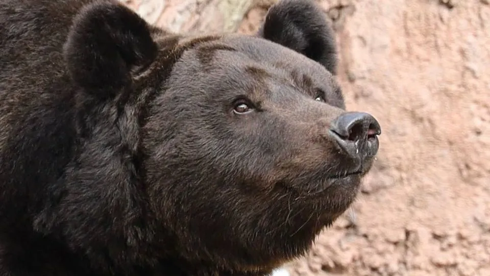 Фото: пресс-служба Московского зоопарка