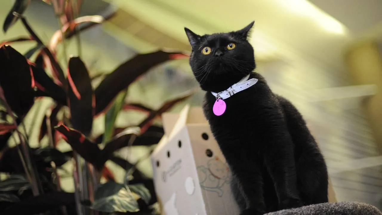 Зоопсихолог объяснила значение уникальных сигналов домашних питомцев