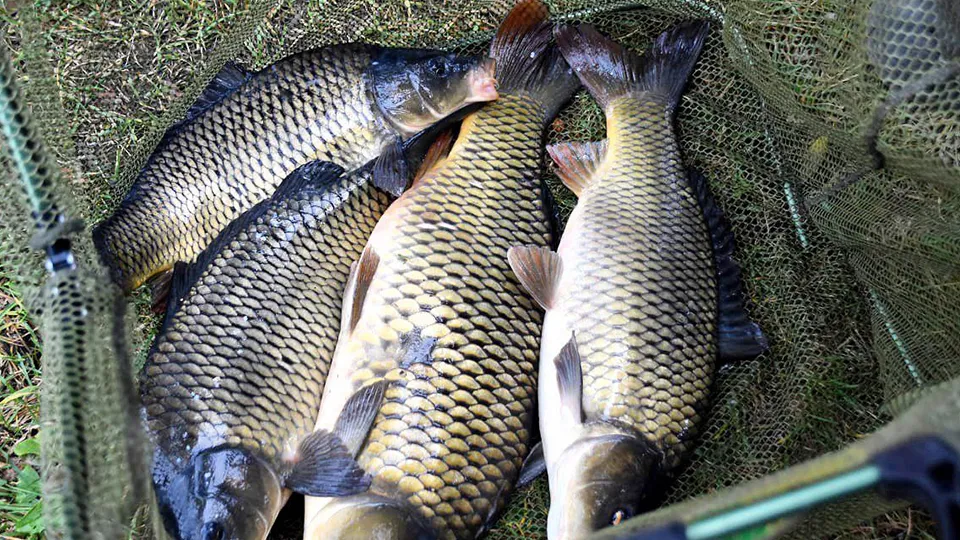 Фото: пресс-служба администрации г.о. Серпухов