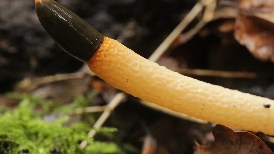 Фото: сommons.wikimedia/bjoerns