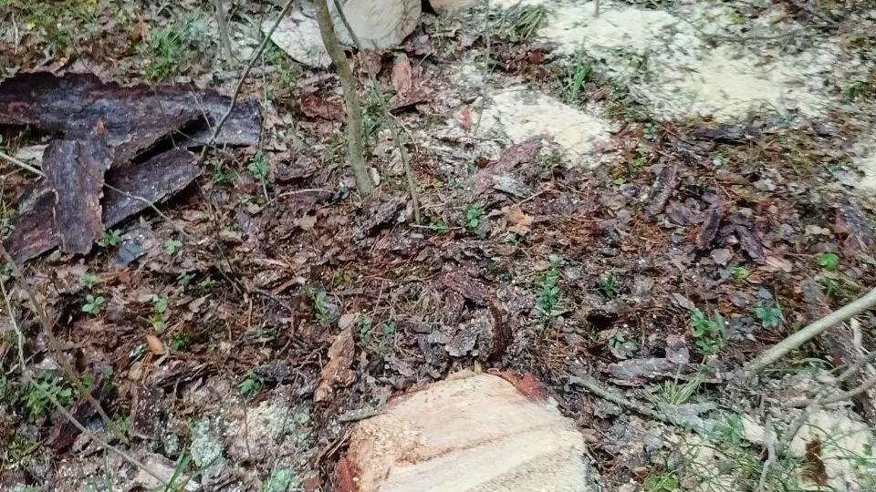 Фото: Комитет лесного хозяйства Московской области