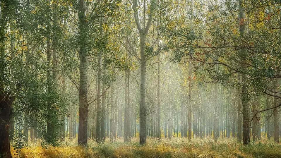 Фото: pxhere.com