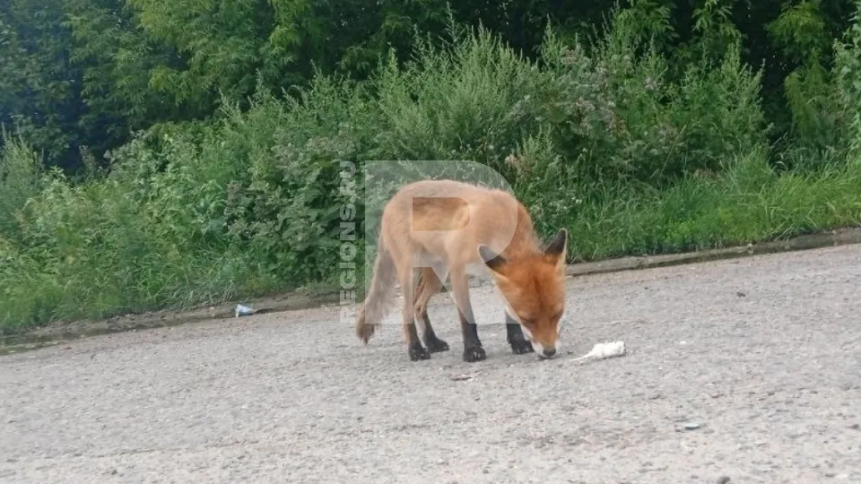 Фото предоставлено жителем Жуковского