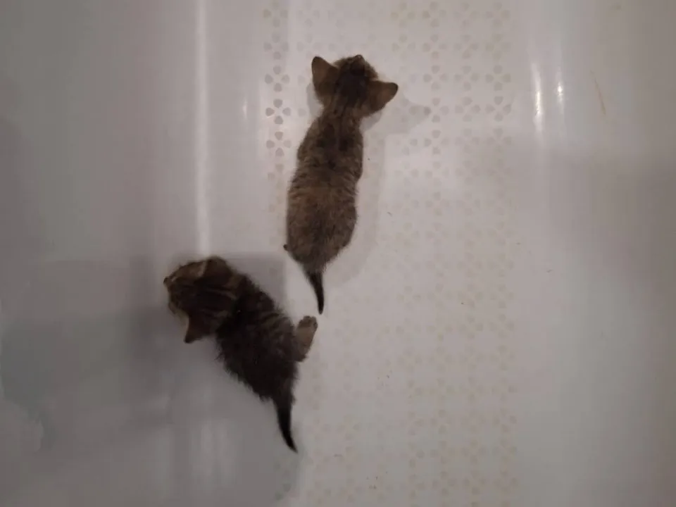 Фото: пресс-служба администрации г.о. Балашиха