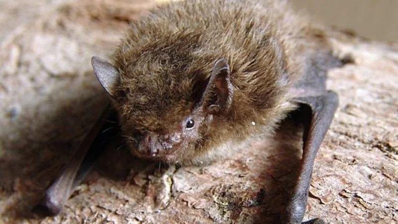 Комитет лесного хозяйства МО