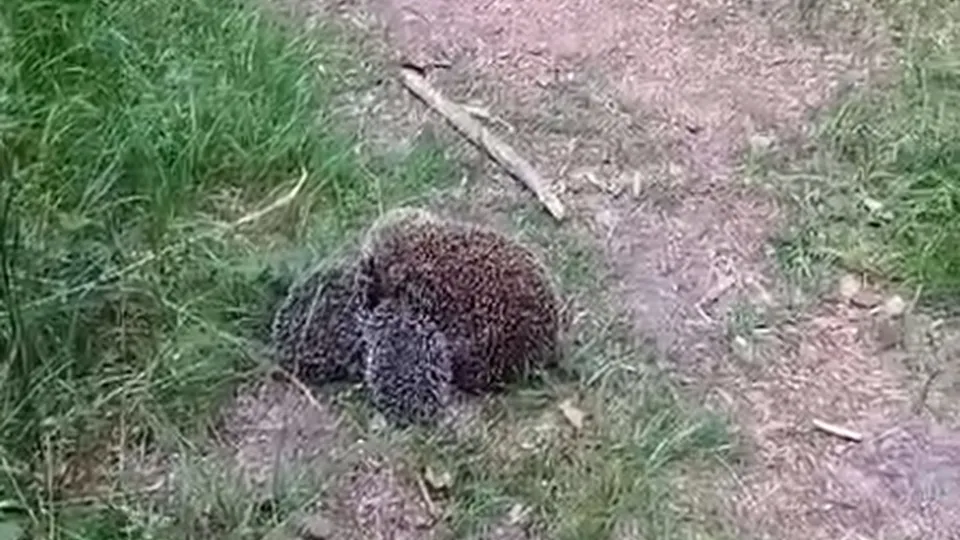 Фото: t.me/chernogolovkavk