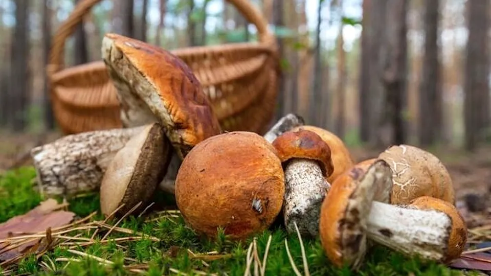 Фото: freepik.com