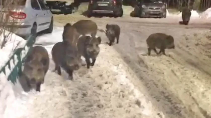 Скриншот телеграм-канал 112