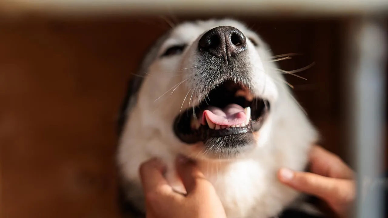 медиасток.рф