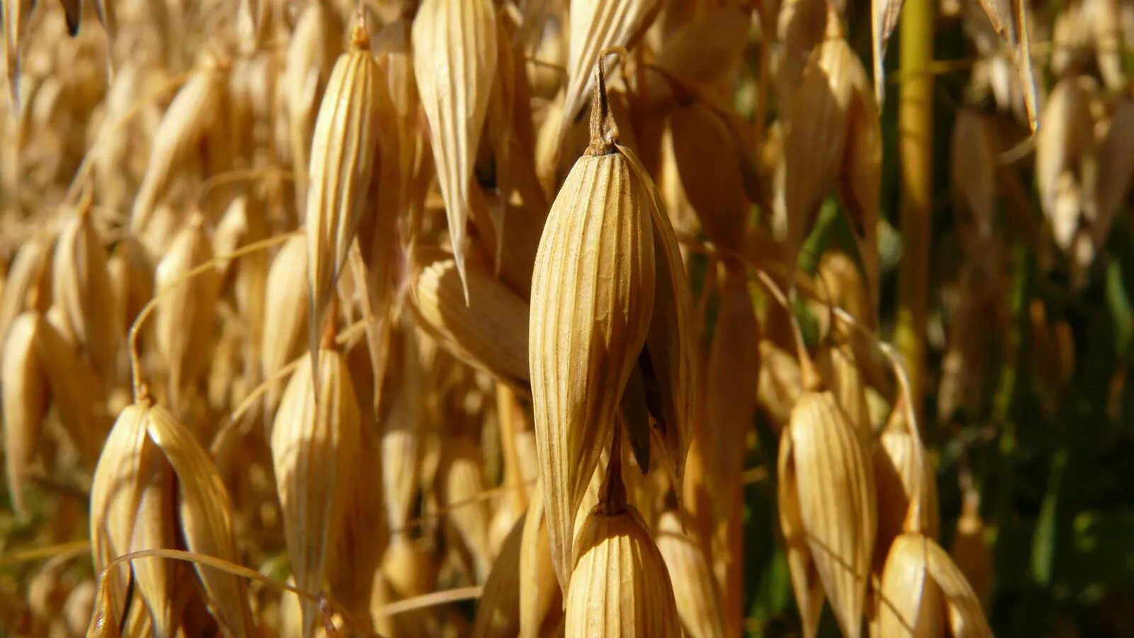 Фото: pxhere.com