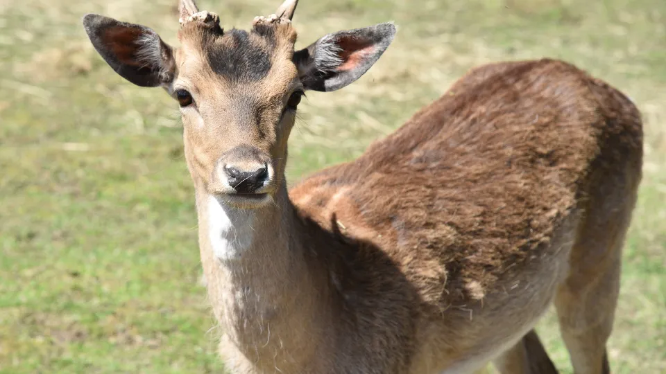 Фото: МедиаБанк Подмосковья/Владимир Останин