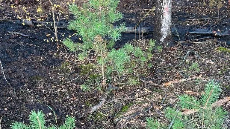 Комитет лесного хозяйства Московской области
