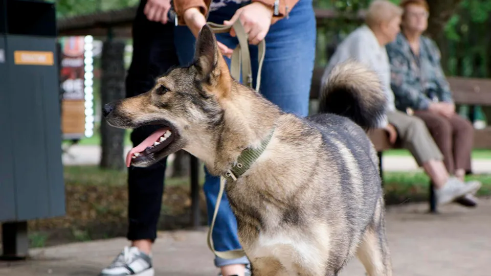 Фото: пресс-служба администрации г.о. Солнечногорск