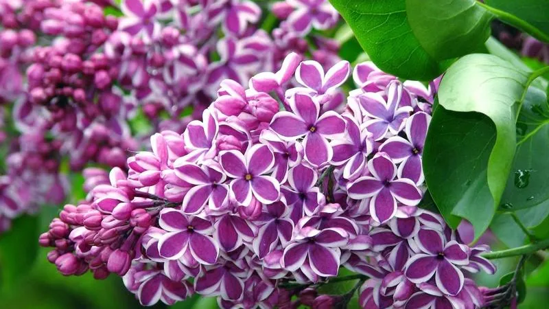 Пять разноцветных аллей появятся в Люберцах