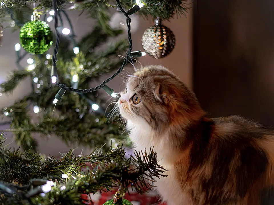 Фото: istockphoto.com/Syd White