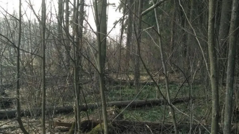 Фото: Комитет лесного хозяйства Московской области