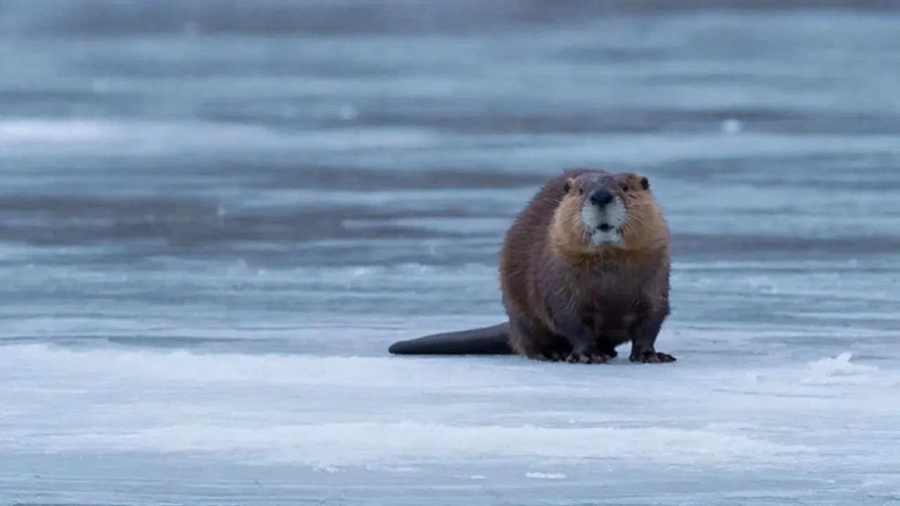 REGIONS/Сгенерировано нейросетью