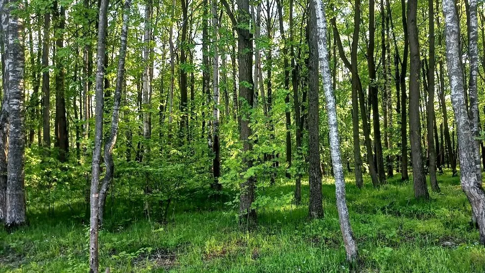 Фото: Олег Книжник