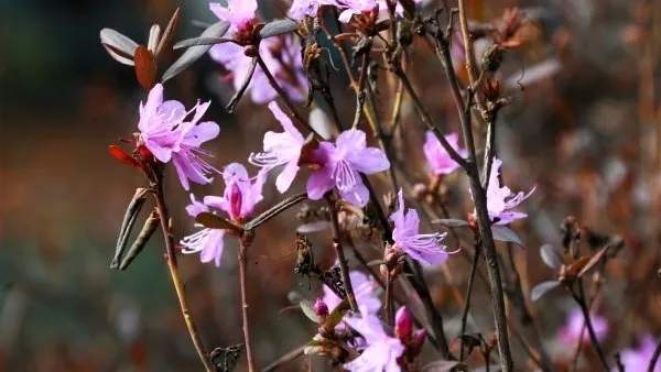 В Ботаническом саду МГУ зацвели магнолии и рододендроны