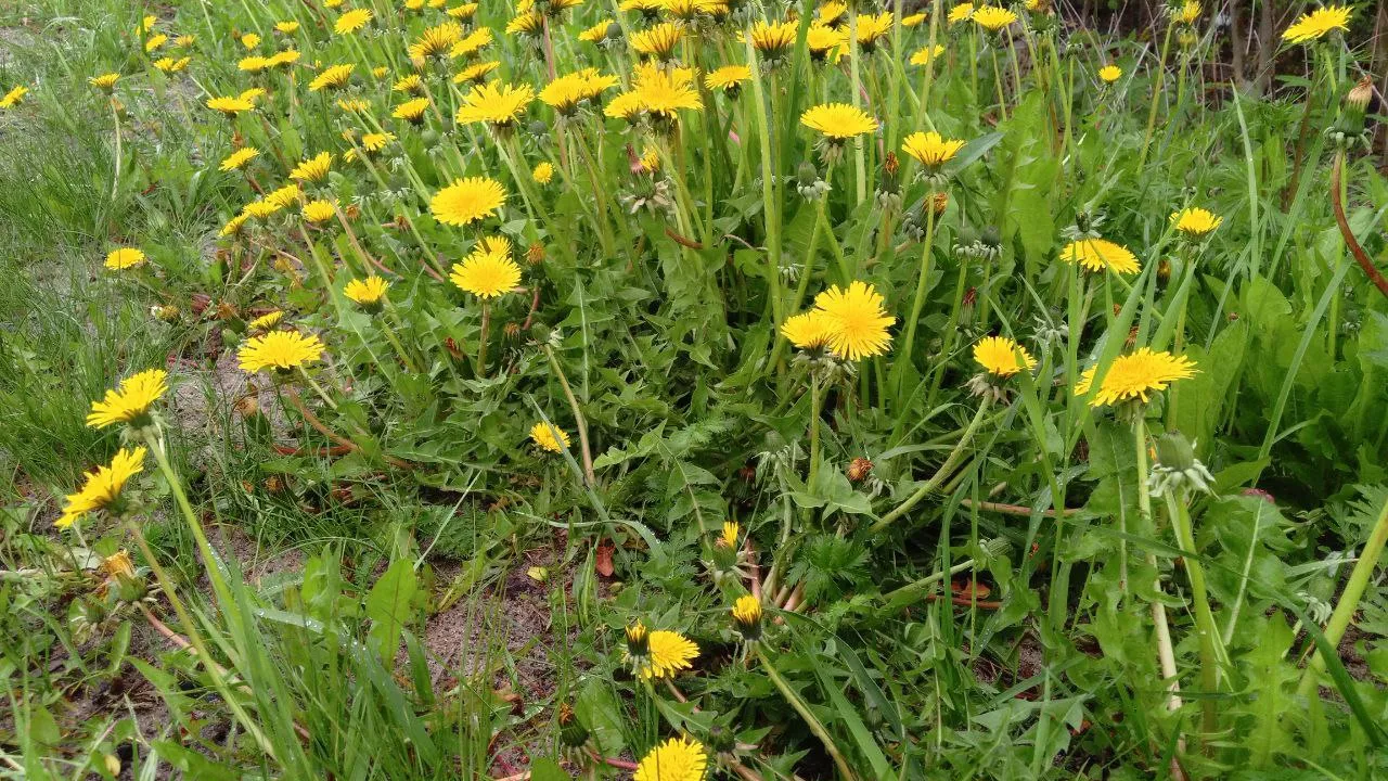 Фото: REGIONS/Василий Тремасов