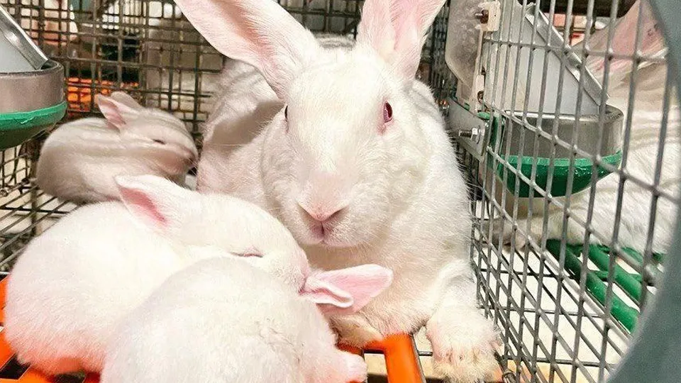 Фото: Министерство сельского хозяйства и продовольствия МО