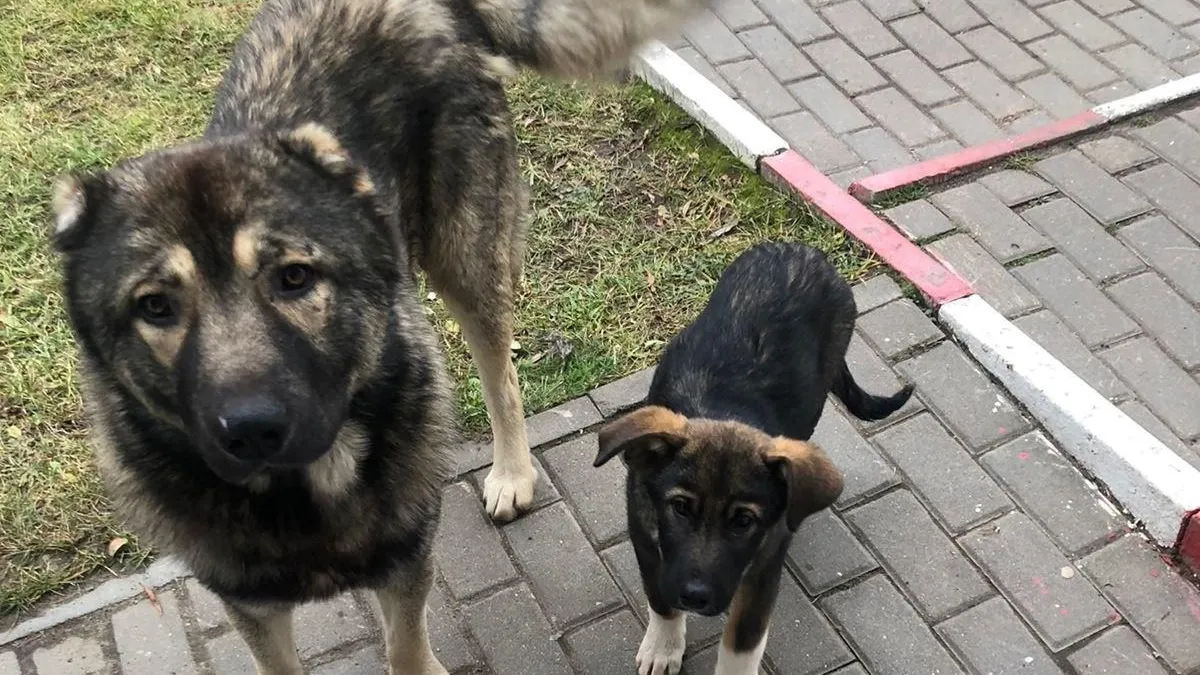 Фото соцсети.