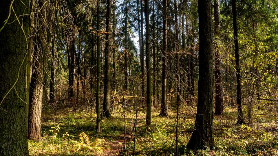 Фото: медиасток.рф