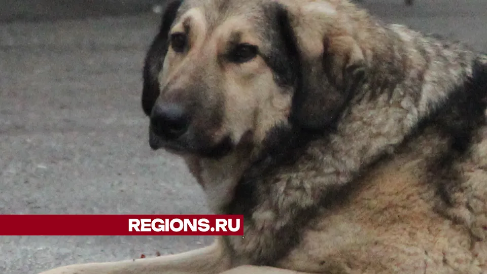 Фото: REGIONS/Василий Тремасов