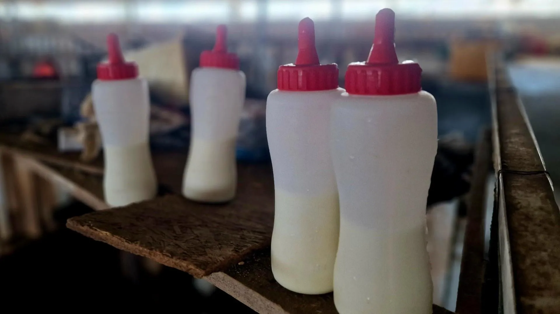 REGIONS/Ольга Шаронова