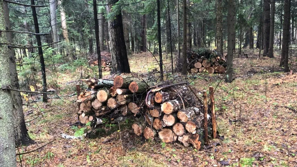Комитет лесного хозяйства Московской области