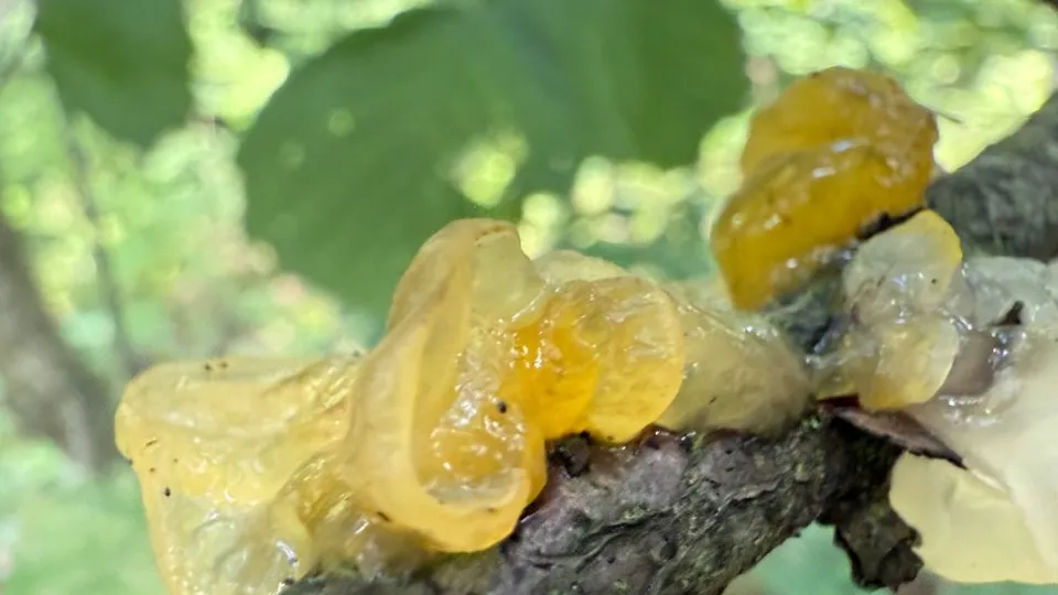 Фото: пресс-служба нацпарка «Лосиный остров»