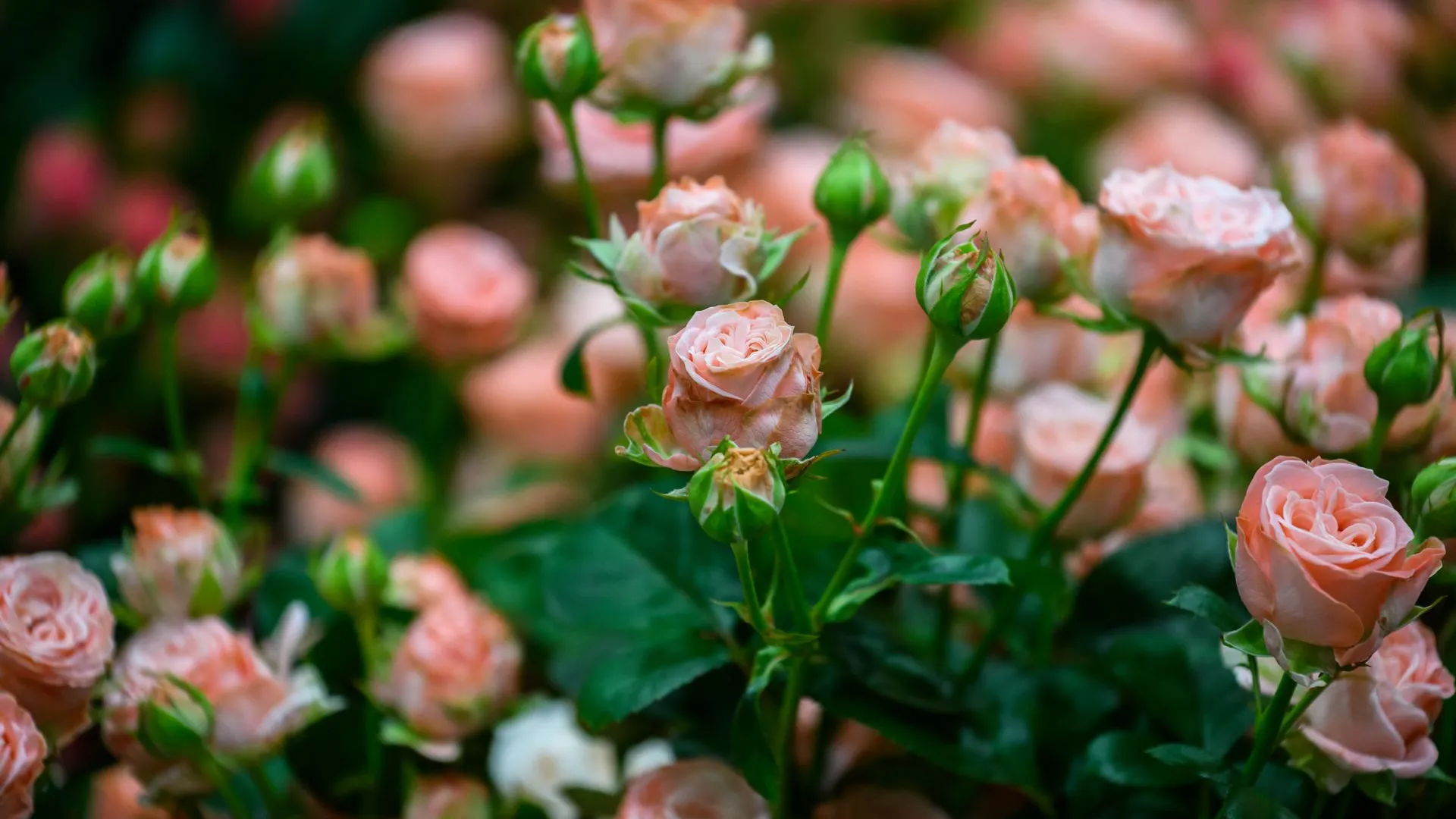 медиасток.рф