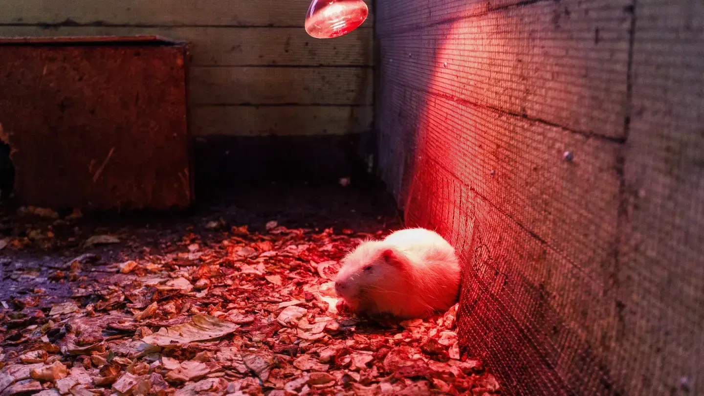 медиасток.рф