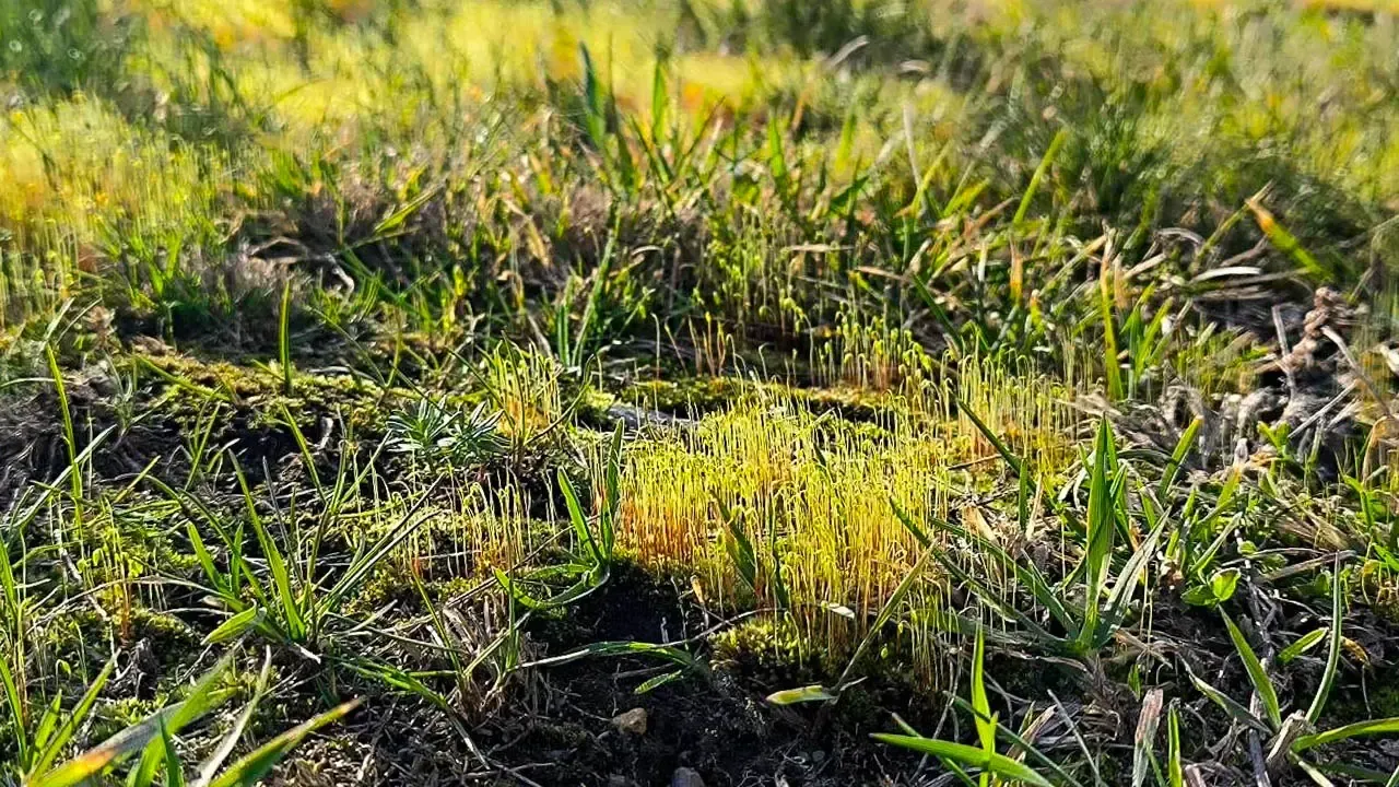 REGIONS/Роман Малышенко