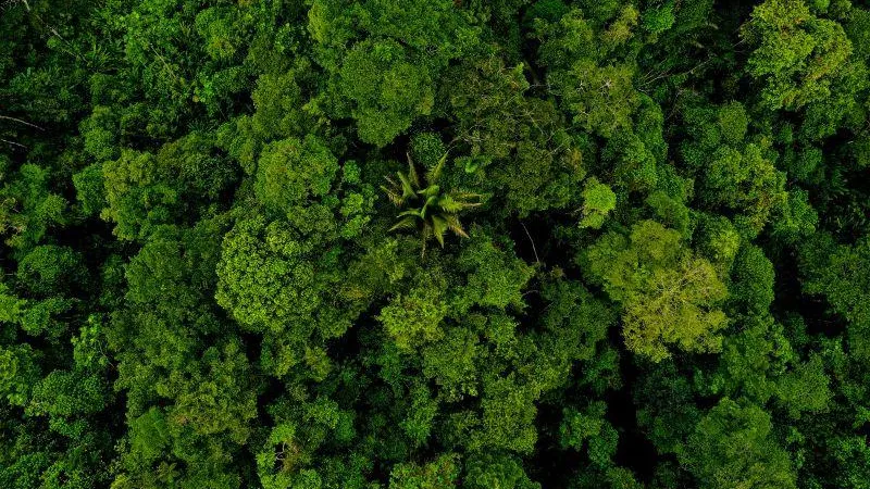 В Бразилии решили посадить мангровый лес, чтобы спасти планету