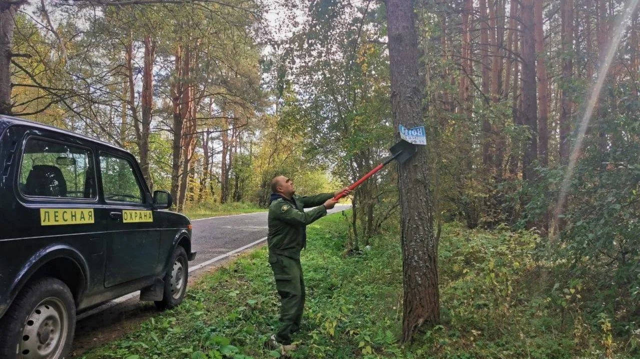 Фото: пресс-служба Комитета лесного хозяйства Московской области
