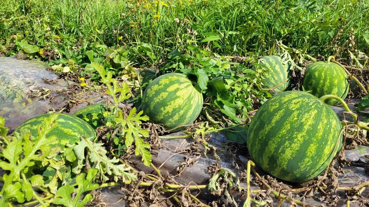 Фото: пресс-служба администрации г.о. Луховицы