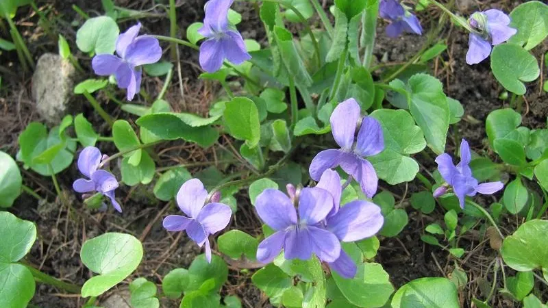 Фото: Н. Октябревая