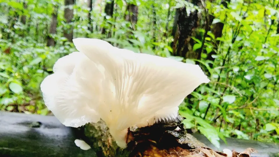 Фото: МедиаБанк Подмосковья/Ольга Егиян