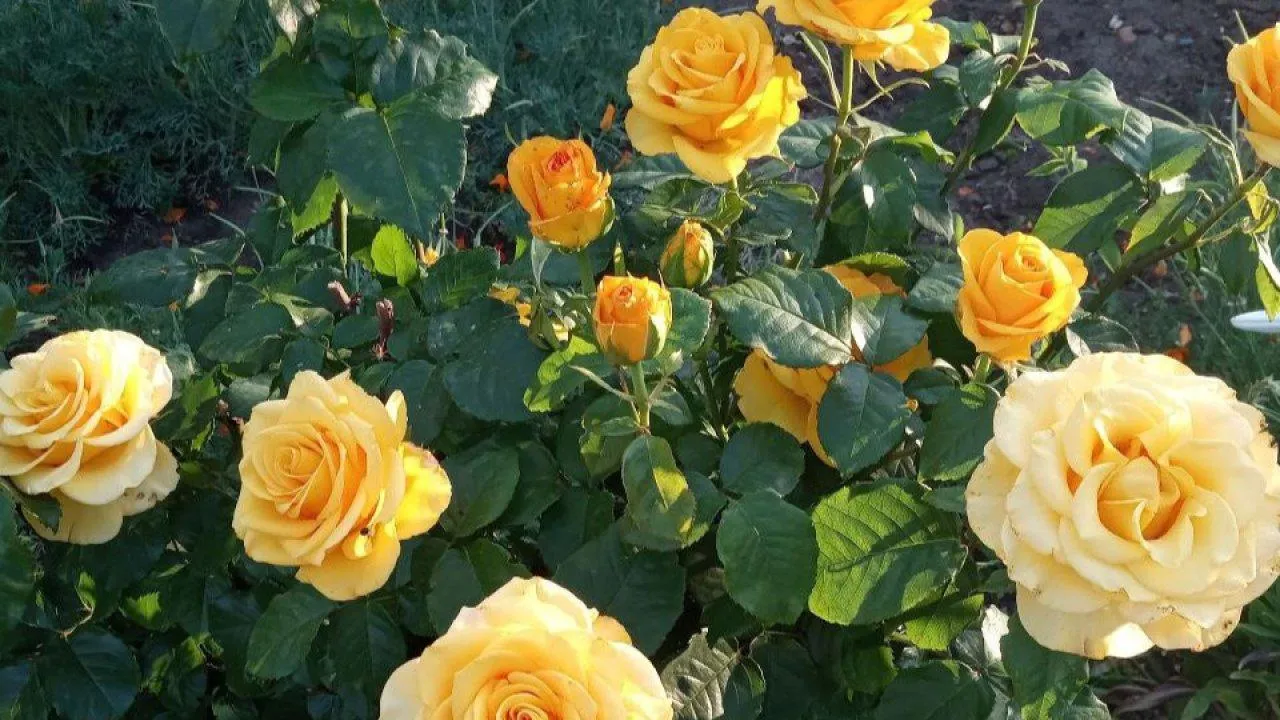 REGIONS/Людмила Матвиенко