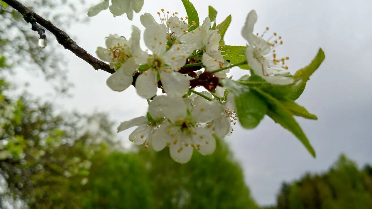 Фото: REGIONS/Василий Тремасов